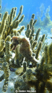 Sea Horse by Helen Hansen 
